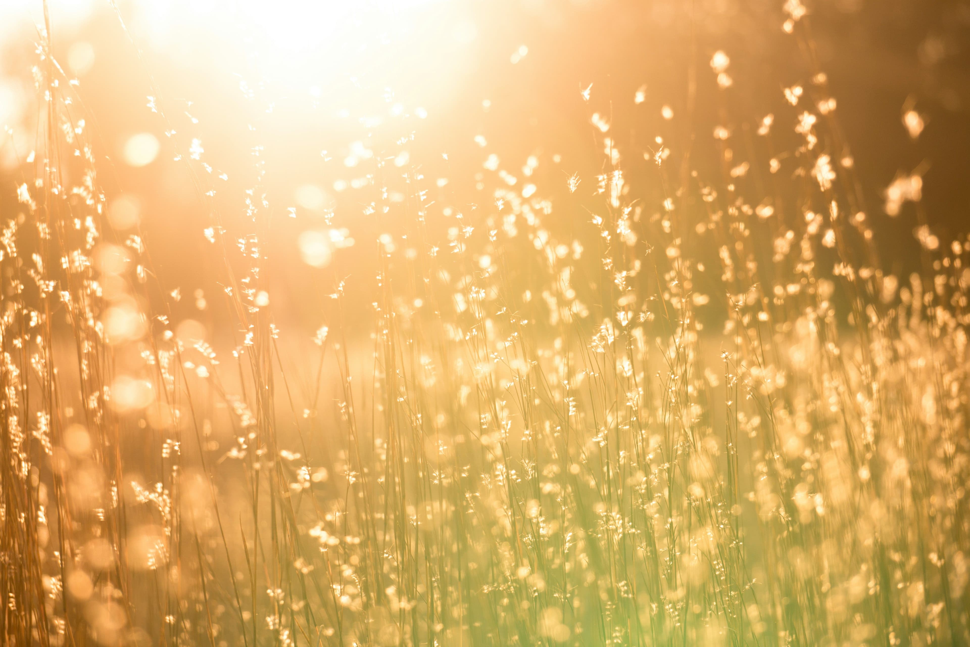 Sunlight over field