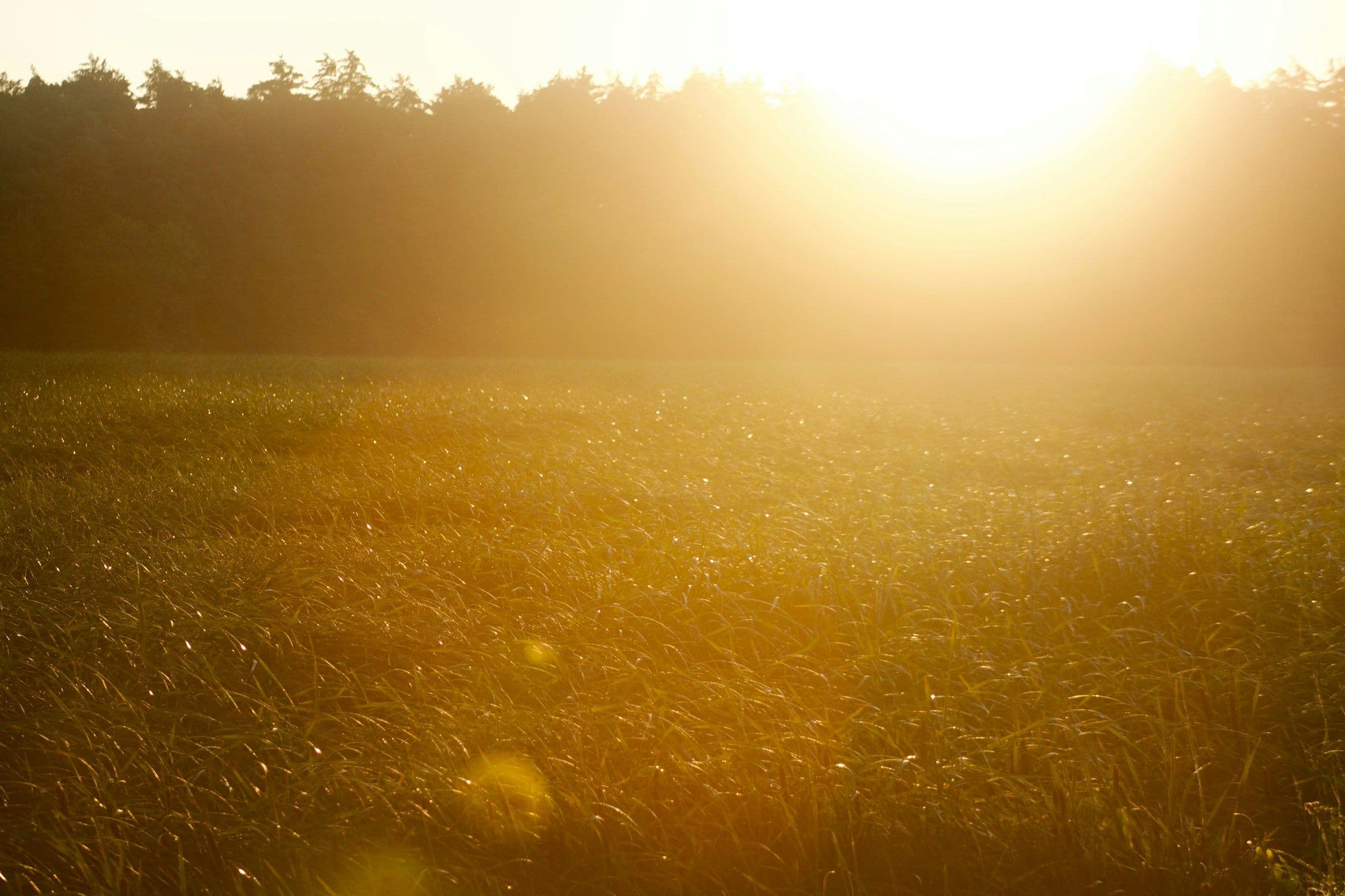 A meadow of tall grass glowing in low golden-hour light