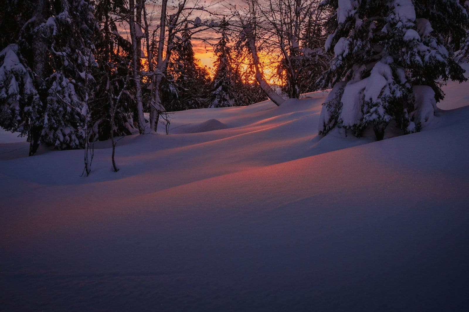 A lone tree on a snow-covered field at dusk