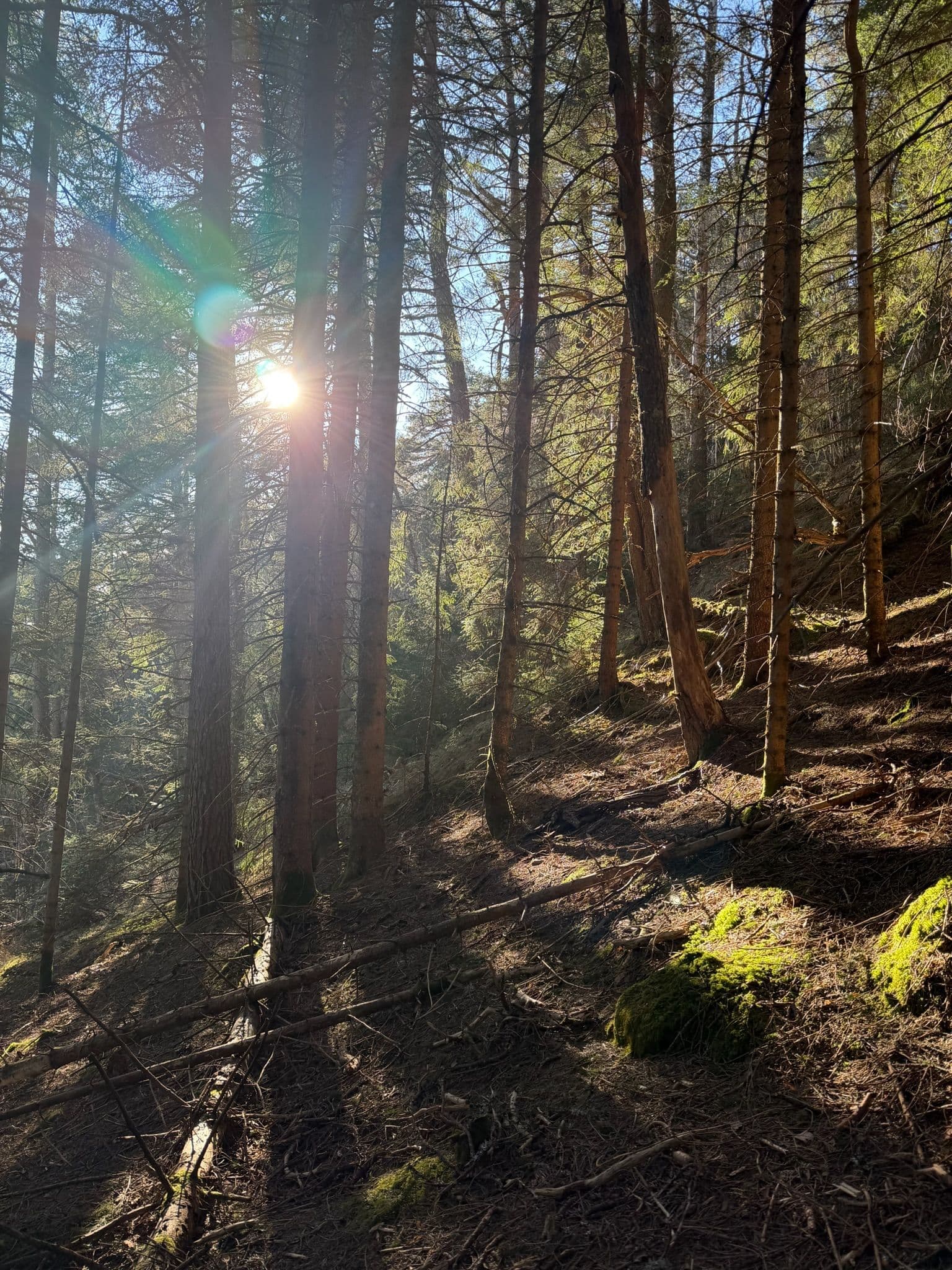 Morning light