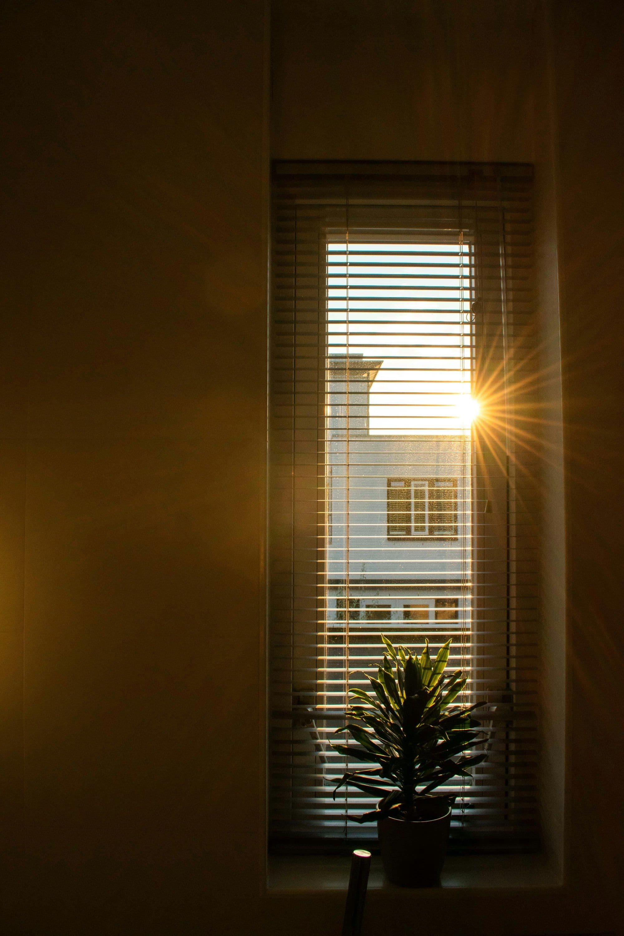 A plant on a windowsill catching warm low light