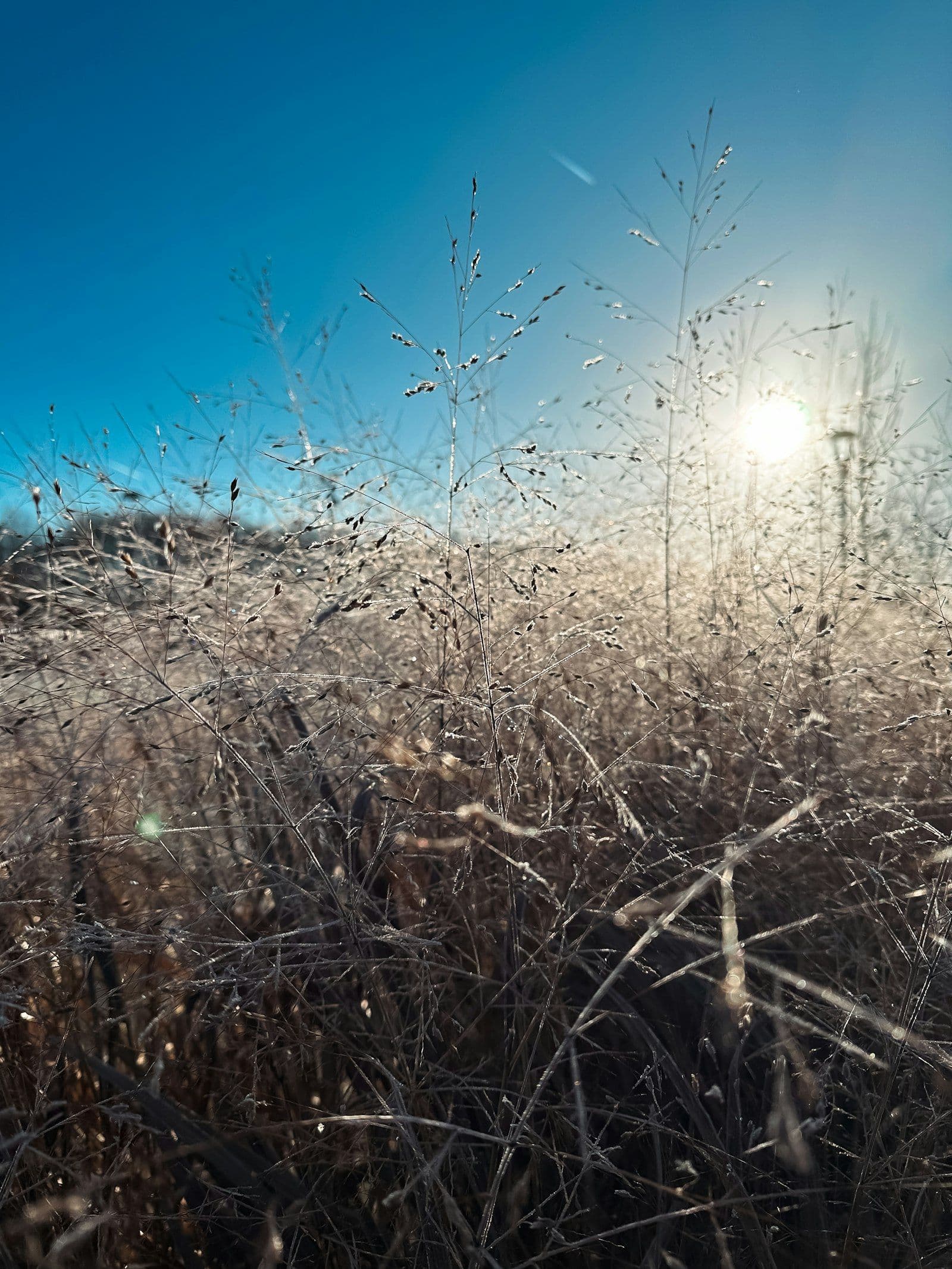 The sun breaking low through a field of frosted grass
